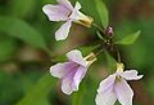 Rezervatia Naturala Stancile Tatarului poza
